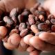 Какао-бобы
