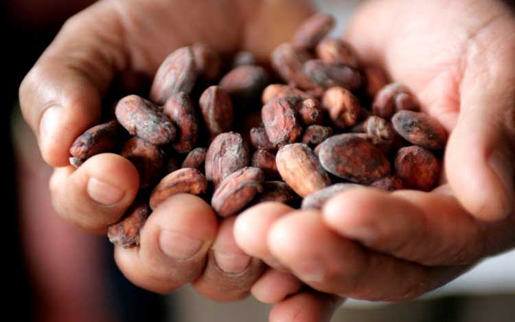 Какао-бобы
