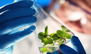 Научные исследования