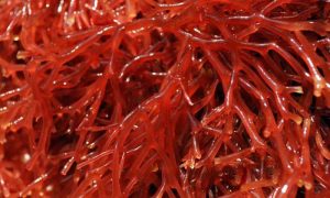 Algaia и Gelymar укрепляют партнерство на морских водорослях