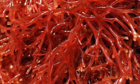 Algaia и Gelymar укрепляют партнерство на морских водорослях