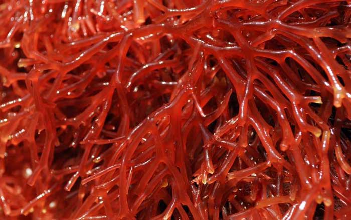 Algaia и Gelymar укрепляют партнерство на морских водорослях