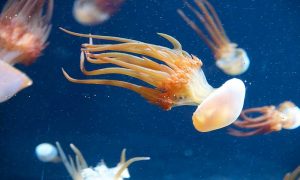 Приморские ученые изобрели антиоксидантный напиток из медуз и цитрусовых