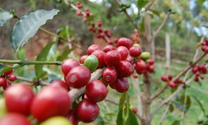 Ветка с плодами кофе