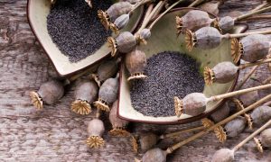 В России предложили запретить маковую соломку в пище на уровне Таможненного союза