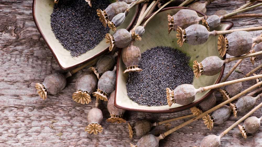 В России предложили запретить маковую соломку в пище на уровне Таможненного союза