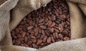 Какао-бобы