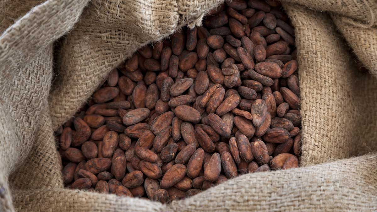 Какао-бобы