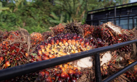 Пальмовое масло